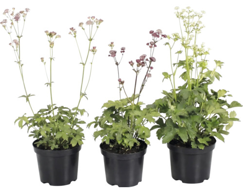 Trei plante de Astrantia major în ghivece de plastic negru cu flori în diferite culori.