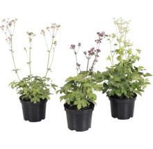 Trei plante Astrantia în ghivece negre cu frunze verzi și flori delicate pe tulpini lungi.