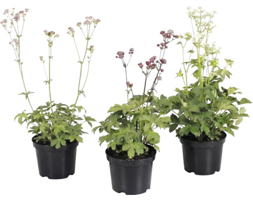 Trei plante Astrantia în ghivece negre cu frunze verzi și flori delicate pe tulpini lungi.