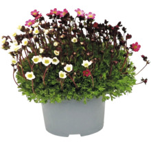 Saxifraga cu flori mici roz și albe într-un ghiveci gri.