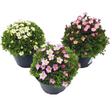 Trei plante Saxifraga arendsii în ghivece cu flori albe și roz.
