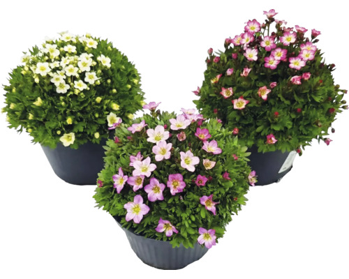 Trei plante Saxifraga arendsii în ghivece cu flori albe și roz.