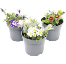 Dedițel Pulsatilla în ghiveci, amestec de flori de culoare albă, violetă și roșie.