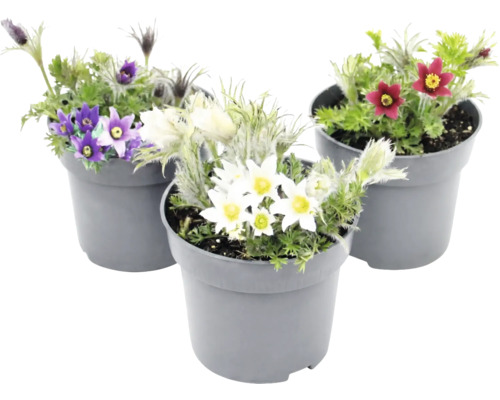 Dedițel Pulsatilla în ghiveci, amestec de flori de culoare albă, violetă și roșie.