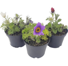 Trei plante Pulsatilla în ghivece cu frunziș fin și flori.