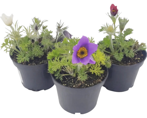 Trei plante Pulsatilla în ghivece cu frunziș fin și flori.