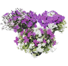 Phlox subulata cu flori violete și albe în trei ghivece.