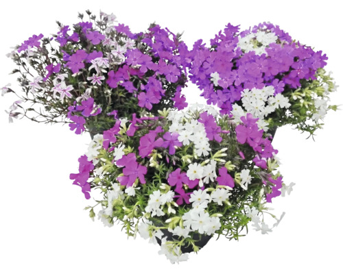 Phlox subulata cu flori violete și albe în trei ghivece.