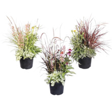 Trei aranjamente vegetale diferite în ghivece negre, cu ierburi ornamentale, Heuchera și plante perene cu flori pentru exterior.