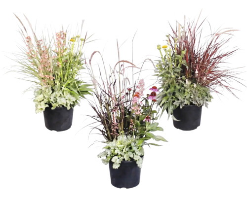 Trei aranjamente vegetale diferite în ghivece negre, cu ierburi ornamentale, Heuchera și plante perene cu flori pentru exterior.
