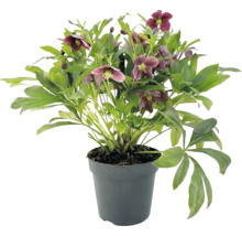 Helleborus cu flori violet închis și frunze verzi într-un ghiveci de plastic antracit.