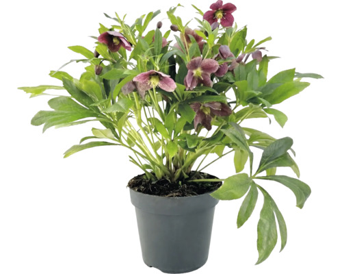 Helleborus cu flori violet închis și frunze verzi într-un ghiveci de plastic antracit.