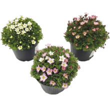 Trei plante Saxifraga în ghivece negre cu flori albe, roz deschis și roz închis.