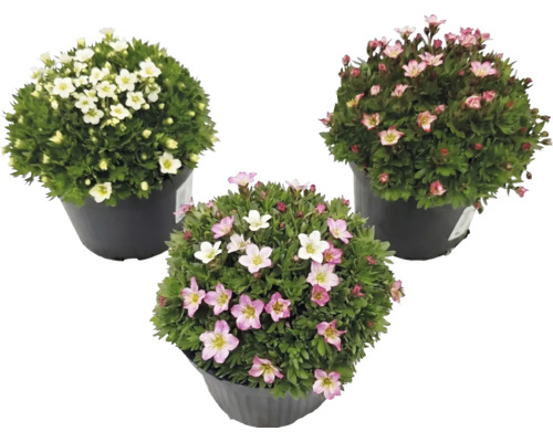 Trei plante Saxifraga în ghivece negre cu flori albe, roz deschis și roz închis.