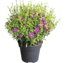 Aster în ghiveci de plastic cu flori violete și frunziș verde.