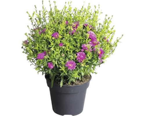 Aster în ghiveci de plastic cu flori violete și frunziș verde.
