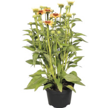 Echinacea în ghiveci cu frunze verzi și flori portocaliu-galbene.