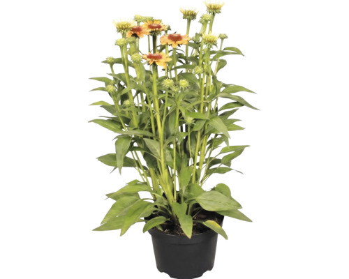 Echinacea în ghiveci cu frunze verzi și flori portocaliu-galbene.