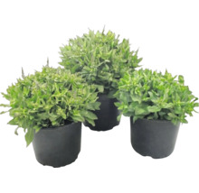 Trei plante verzi în ghivece din plastic negru.