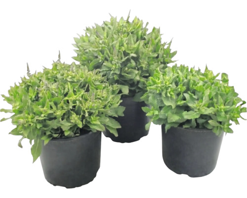 Trei plante verzi în ghivece din plastic negru.