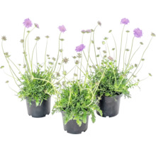Trei plante Scabiosa în ghivece negre cu flori violete și tulpini lungi.