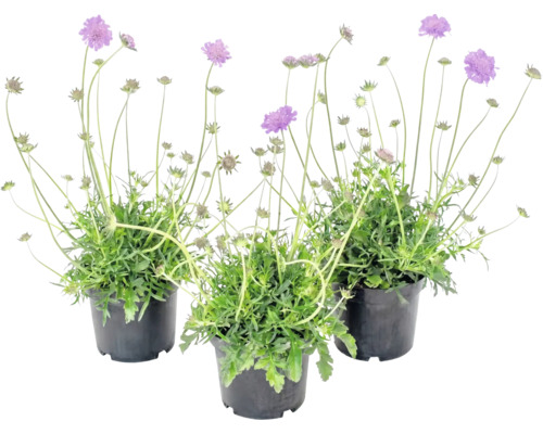 Trei plante Scabiosa în ghivece negre cu flori violete și tulpini lungi.