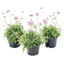 Trei plante Scabiosa cu flori roz în ghivece negre.