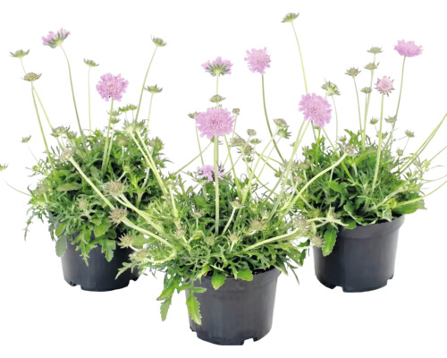 Trei plante Scabiosa cu flori roz în ghivece negre.