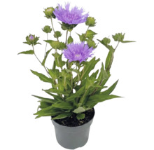 Stokesia laevis cu flori violete și muguri verzi într-un ghiveci de plastic gri.