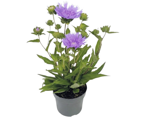 Stokesia laevis cu flori violete și muguri verzi într-un ghiveci de plastic gri.