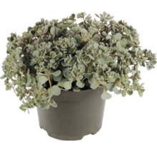 Plantă Sedum cu frunze mici rotunjite într-un ghiveci din plastic gri.