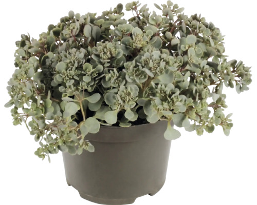 Plantă Sedum cu frunze mici rotunjite într-un ghiveci din plastic gri.
