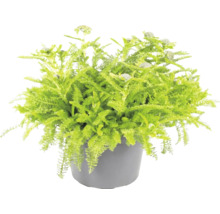 Plantă verde cu frunze fin penate într-un ghiveci gri.