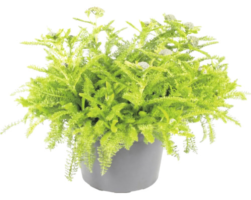 Plantă verde cu frunze fin penate într-un ghiveci gri.