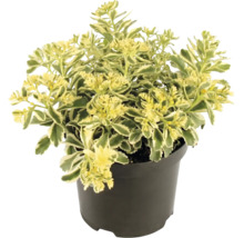 Sedum cu frunze variegate într-un ghiveci de plastic negru.