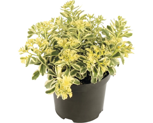 Sedum cu frunze variegate într-un ghiveci de plastic negru.