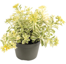 Sedum kamtschaticum Variegatum în ghiveci cu flori galbene și frunze pestrițe verde-alb.