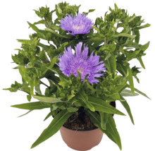 Stokesia laevis înflorită cu flori mov într-un ghiveci maro.