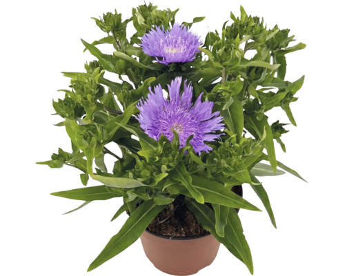 Stokesia laevis înflorită cu flori mov într-un ghiveci maro.