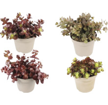 Patru plante Sedum diferite în ghivece din plastic deschise la culoare, amestec cu frunze cărnoase roșiatice și verzi.