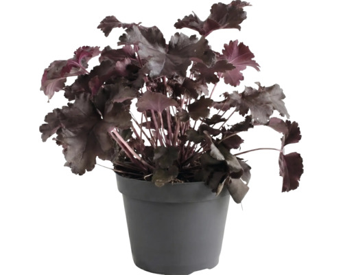 Heuchera cu frunze închise la culoare într-un ghiveci din plastic gri închis.