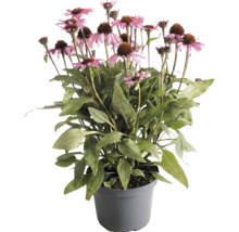 Echinacea purpurie cu flori roz și frunze verzi într-un ghiveci gri.