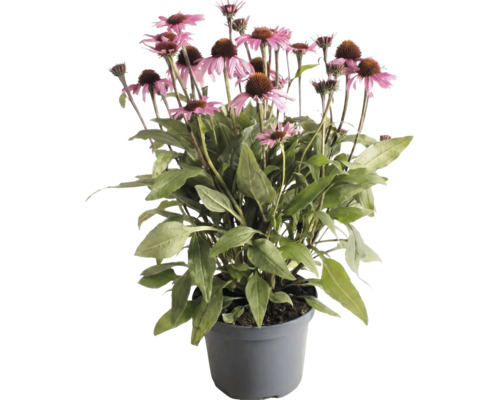 Echinacea purpurie cu flori roz și frunze verzi într-un ghiveci gri.