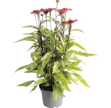 Echinacea cu flori roșii și frunze verzi într-un ghiveci de plastic gri.