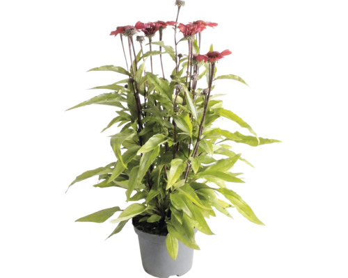 Echinacea cu flori roșii și frunze verzi într-un ghiveci de plastic gri.