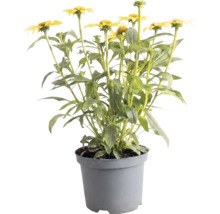 Echinacea galbenă în ghiveci din plastic gri