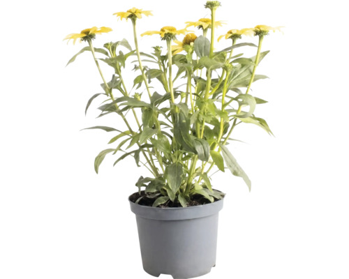 Echinacea galbenă în ghiveci din plastic gri