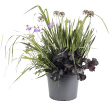 Aranjament de plante în ghiveci gri cu flori violete, frunziș închis la culoare și iarbă înaltă pentru decorarea grădinii și balconului.