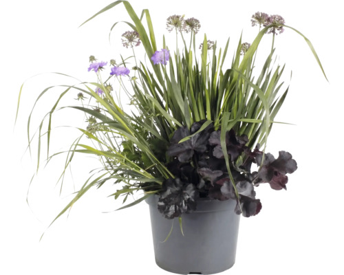 Aranjament de plante în ghiveci gri cu flori violete, frunziș închis la culoare și iarbă înaltă pentru decorarea grădinii și balconului.