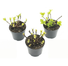 Trei plante mici în ghivece de plastic cu frunze verzi tinere și tulpini lemnoase.